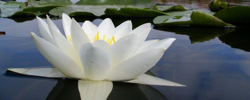 Water Lily channel "Suez" - sept.2004